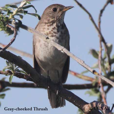 Birds of North America
