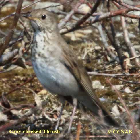 Birds of North America