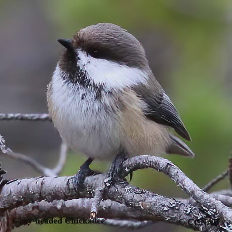 Birds of North America