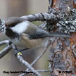 Gray-headed Chickadee range map