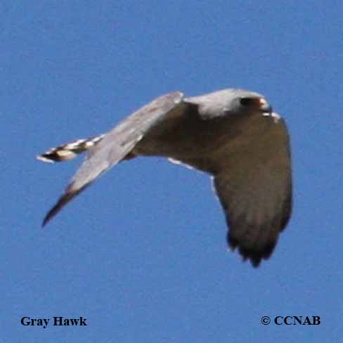 Birds of North America