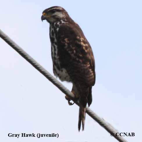 Birds of North America