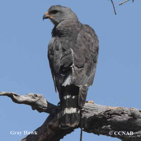 hawks