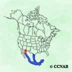 Gray Hawk range map