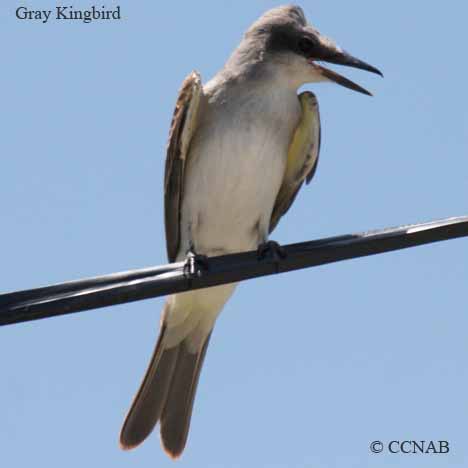 Birds of North America