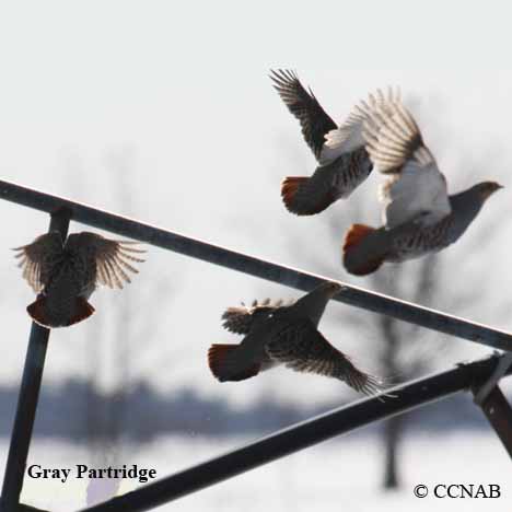 Birds of North America