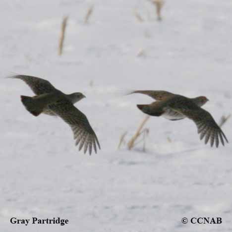 Birds of North America