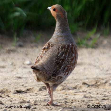 Birds of North America