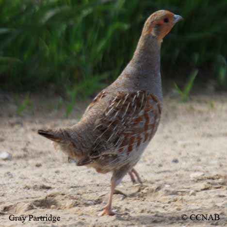 Birds of North America