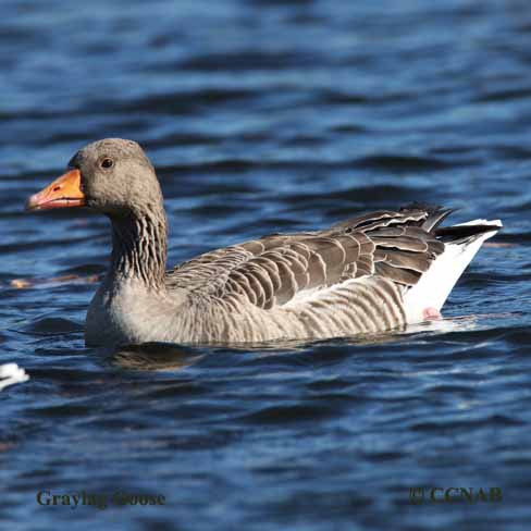 Birds of North America