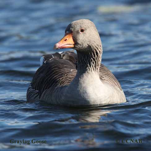 Birds of North America
