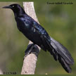 Great-tailed Grackle songs and calls