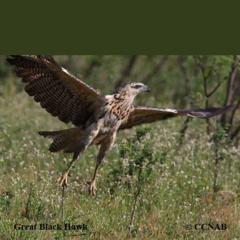 Birds of North America