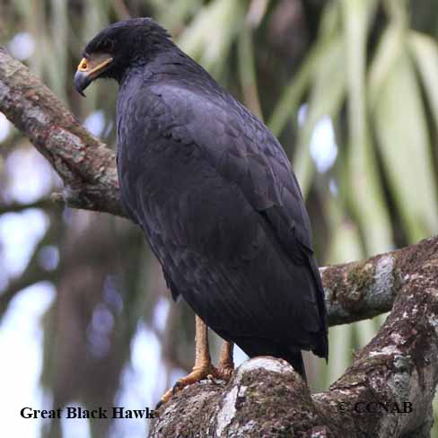 Birds of North America