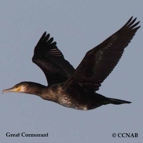 Birds of North America