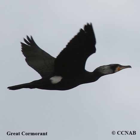 Birds of North America