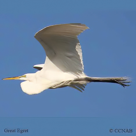 Birds of North America