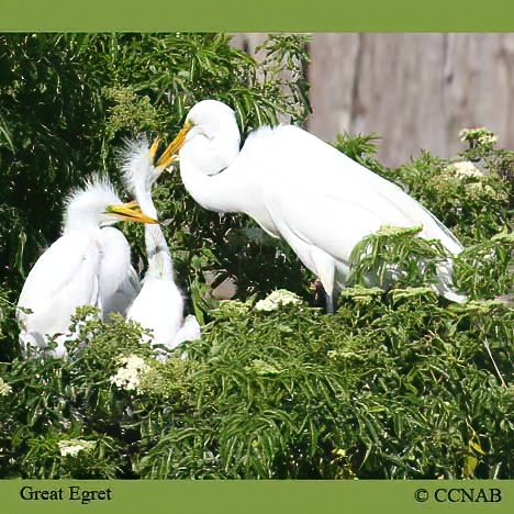 Birds of North America