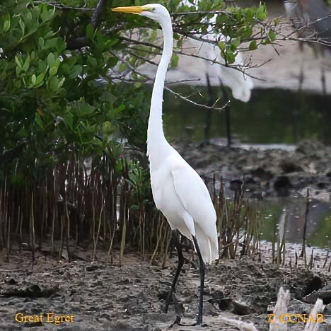Birds of North America
