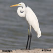 Great Egret songs and calls