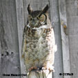 Great Horned Owl songs and calls