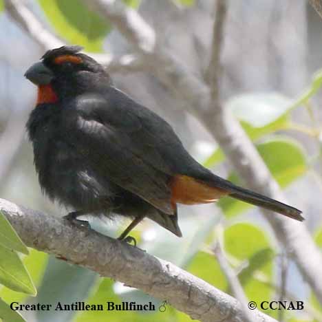Antillean_Bullfinch