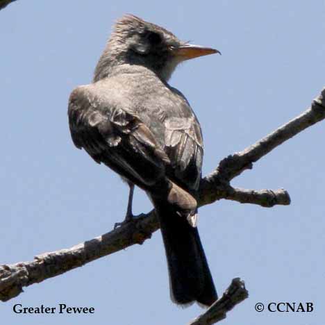 Birds of North America