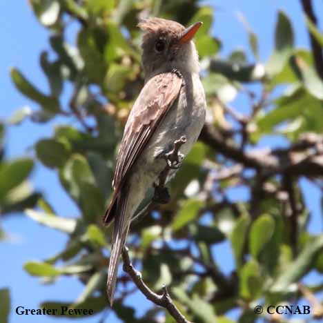 Birds of North America
