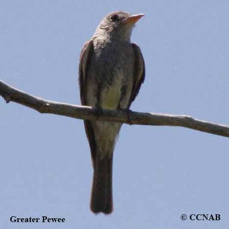 Birds of North America