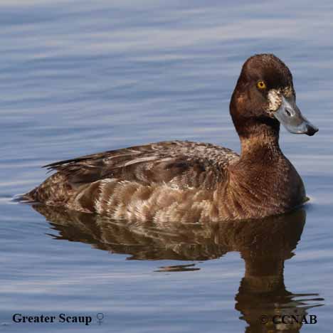 Birds of North America