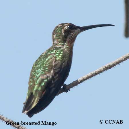 Birds of North America