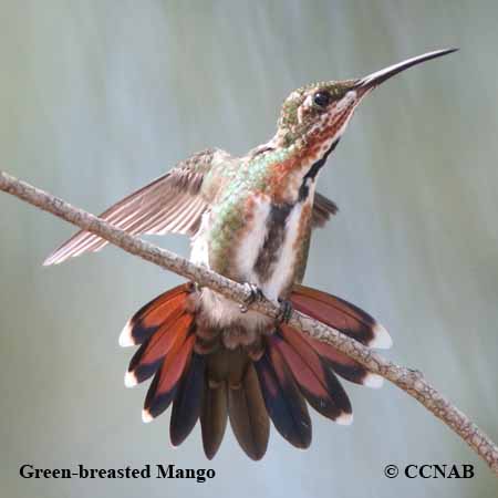 Birds of North America