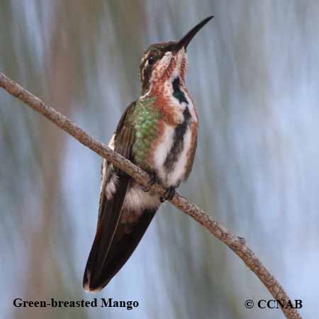 Birds of North America
