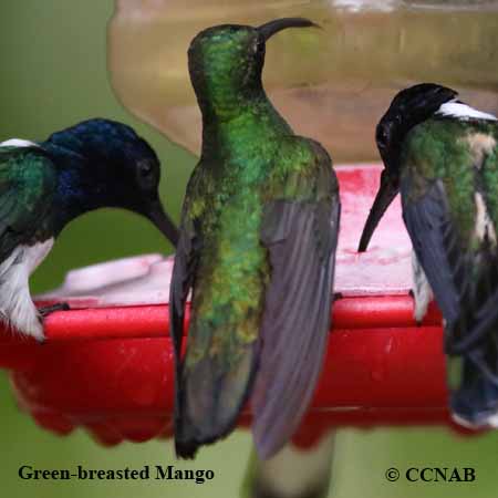 Birds of North America
