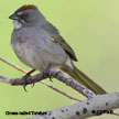 Green-tailed Towhee songs and calls