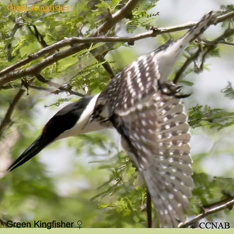 Birds of North America