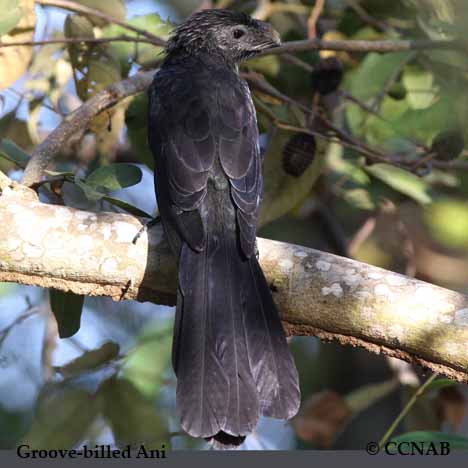 Birds of North America