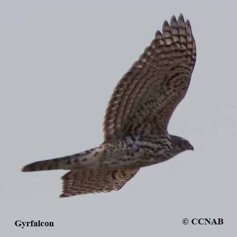 Birds of North America