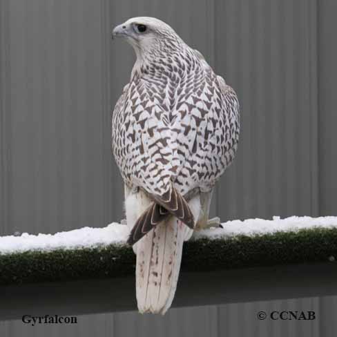 Birds of North America