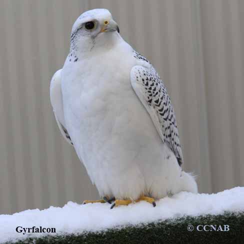 Birds of North America