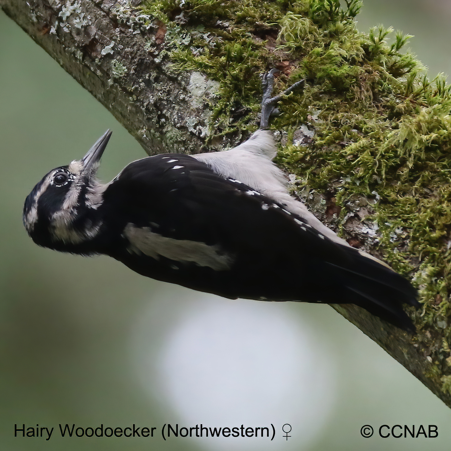 Birds of North America