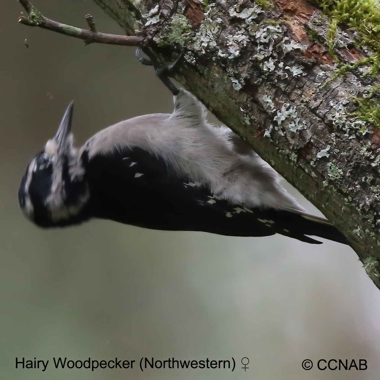 Birds of North America