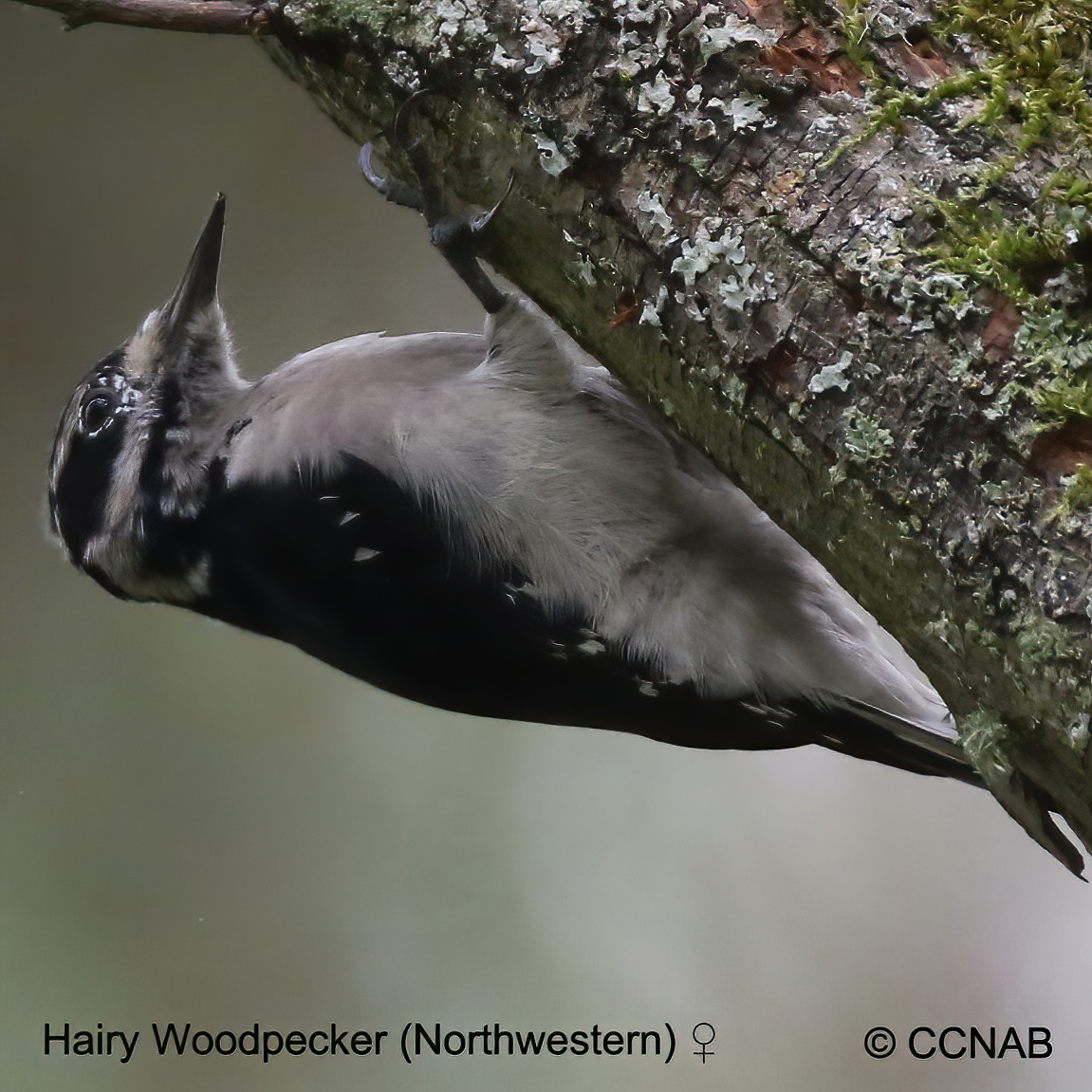 Birds of North America