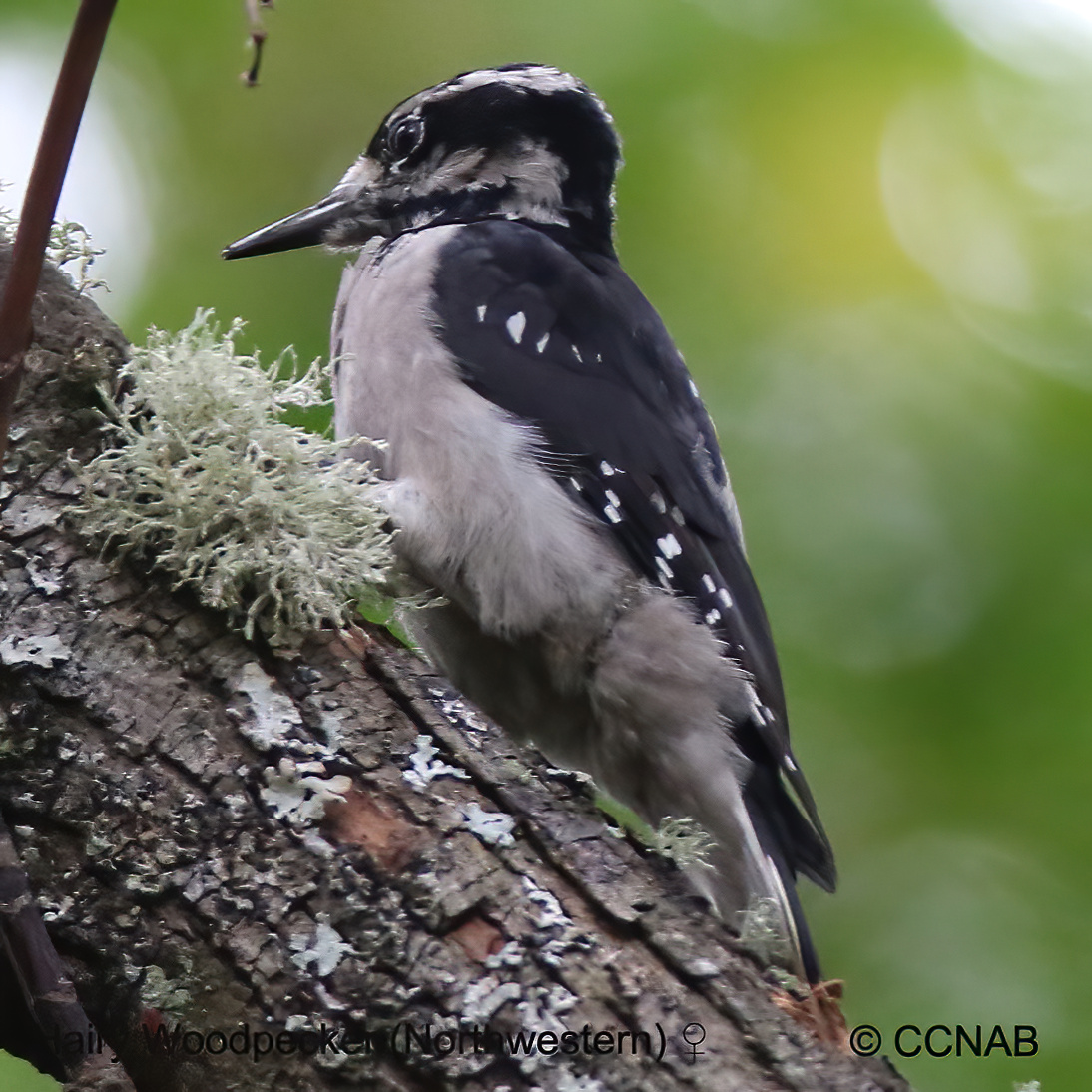 Birds of North America