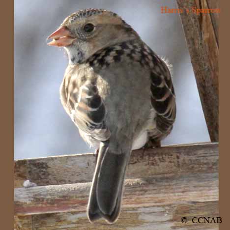 Birds of North America