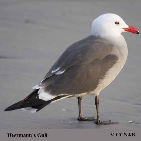 Birds of North America