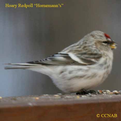 Birds of North America