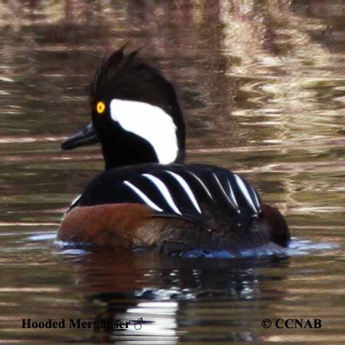 Birds of North America