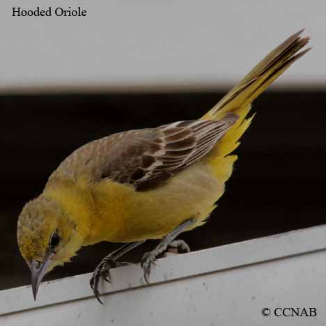 Birds of North America