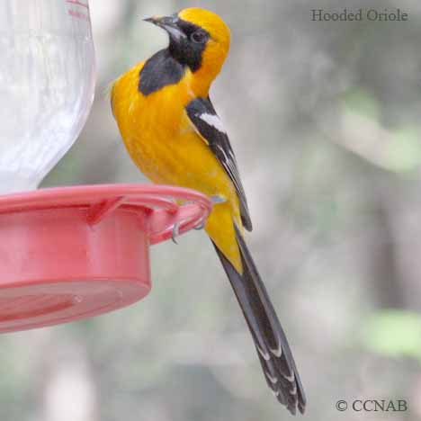 Birds of North America